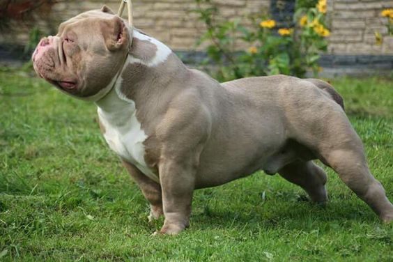 Fatores que afetam o peso Pitbull e American Bully Fatores que afetam o peso Pitbull e American Bully