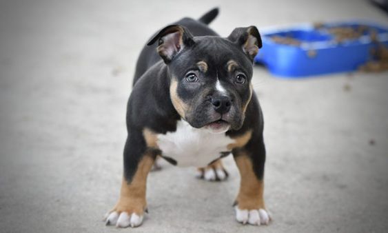 American Bully Triblack Filhote