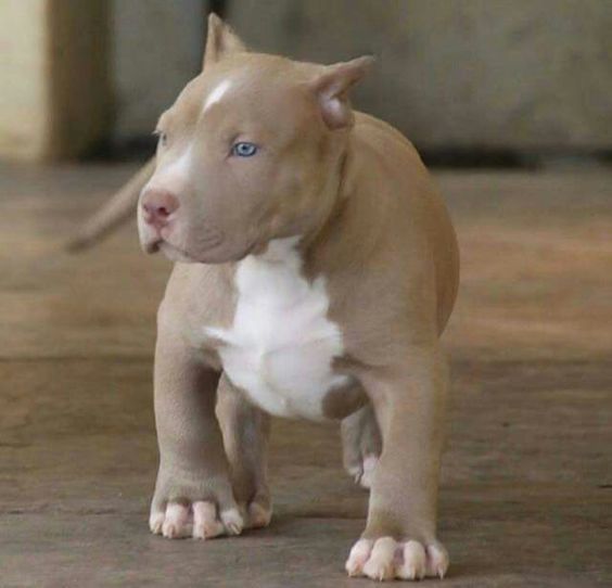 Filhote Pit Bull Lilac