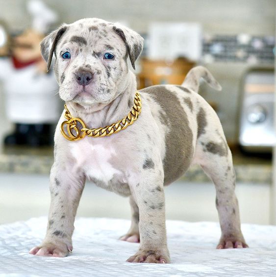Filhote Pit Bull Merle