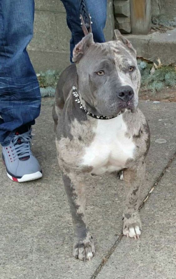 Merle Pit Bull