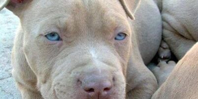 Pit Bull Lilac – Cor Champanhe Pit Bull Lilac - Cor Champanhe