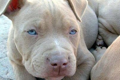 Pit Bull Lilac - Cor Champanhe