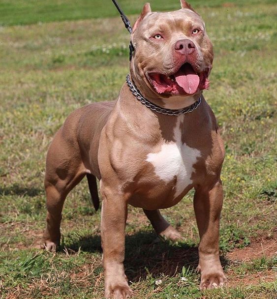 Pit Bull Lilac
