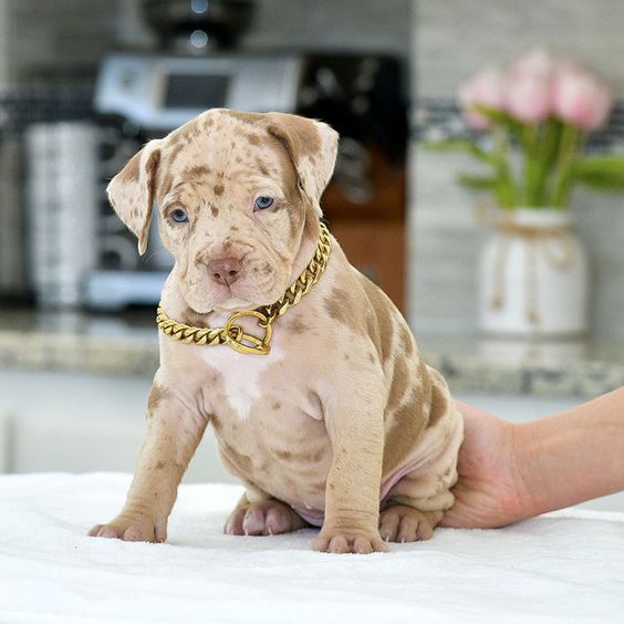 Pit Bull Merle Filhote