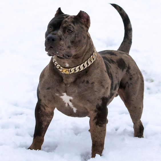 Pit Bull Merle