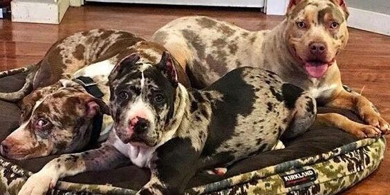 Pit Bull Pit Monster Merle Pit Bull Pit Monster Merle