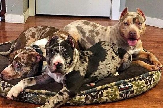 Pit Bull Pit Monster Merle