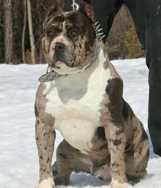 Pit Monster Merle
