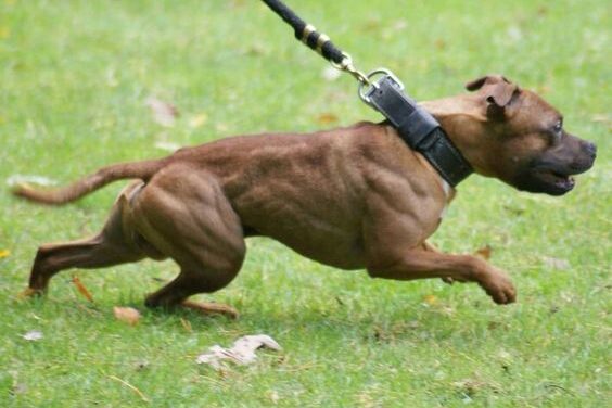 Pit bull e American Bully mais fortes e Musculosos