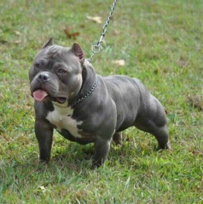 Raça American Bully Raça American Bully