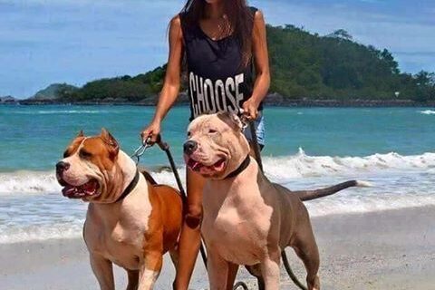 Macho ou Fêmea? Qual é melhor escolha para você