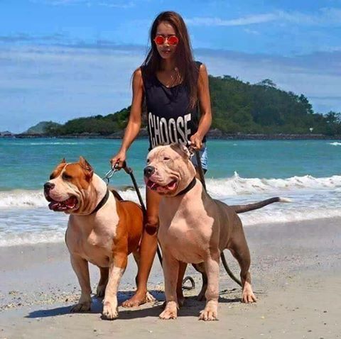 Macho ou Fêmea? Qual é melhor escolha para você Macho ou Fêmea? Qual é melhor escolha para você