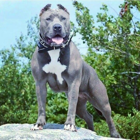Pit bull blue cinza azul
