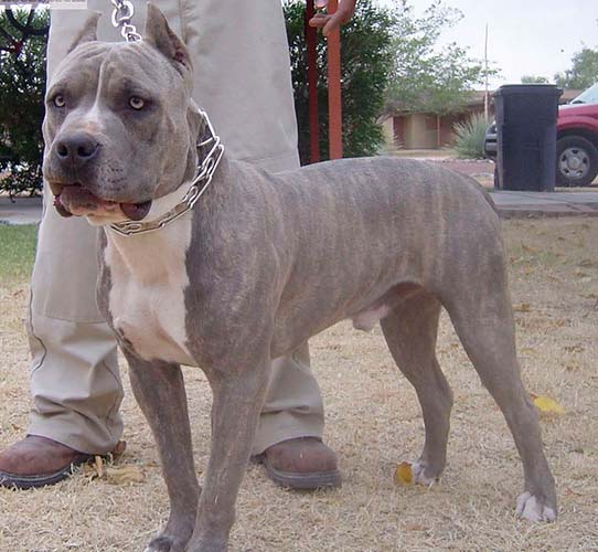 Pit bull Blue Cinza tigrado rajado brindle
