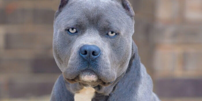 Pit Bull Bluenose Azul Cinza