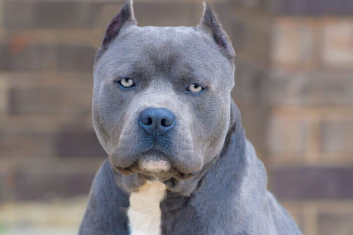 Pit Bull Bluenose Azul Cinza