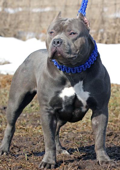 Saúde do Pit Monster