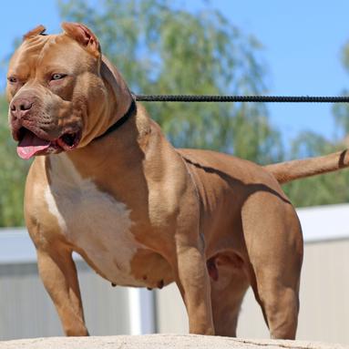 Temperamento do Pit Monster