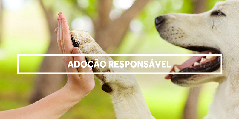 Doação Adoção Responsável PitBull e American Bully