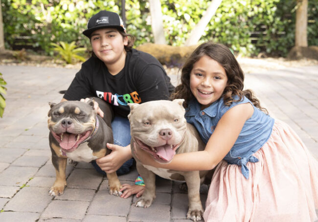 por que o American Bully é o cão ideal por que o American Bully é o cão ideal