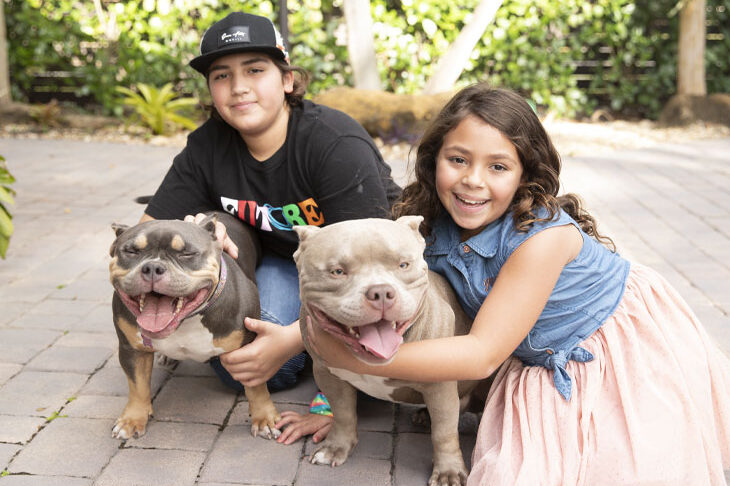 por que o American Bully é o cão ideal