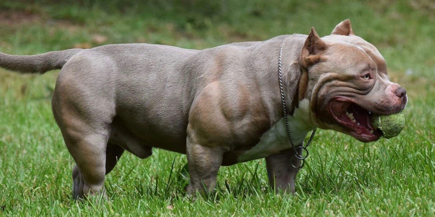 Exercicios para seu american bully Exercicios para seu american bully