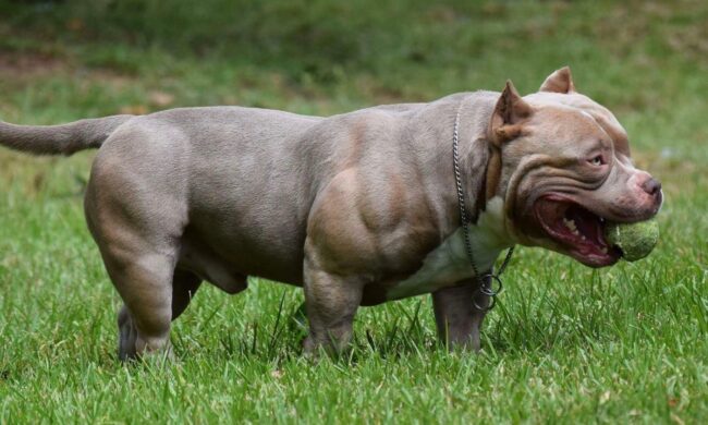 Exercicios para seu american bully Exercicios para seu american bully