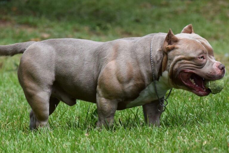 Exercicios para seu american bully