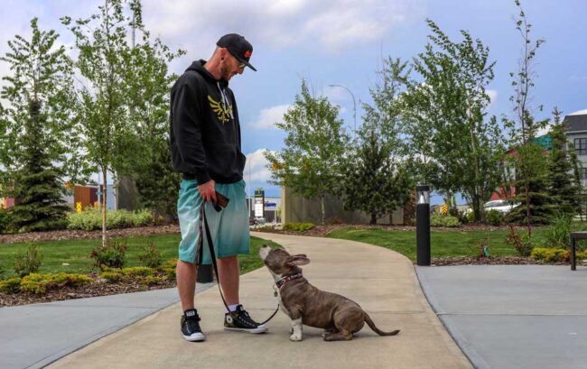 Dicas para socializar o seu American Bully Dicas para socializar o seu American Bully