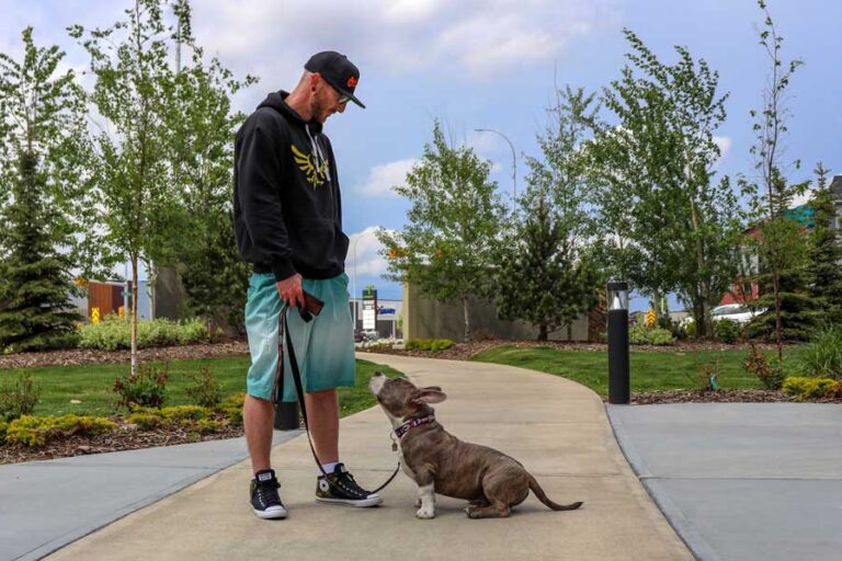 Dicas para socializar o seu American Bully