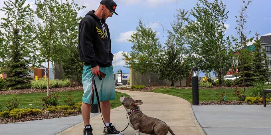 Dicas para socializar o seu American Bully Dicas para socializar o seu American Bully