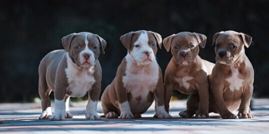 Filhotes perfeitos de American Bully
