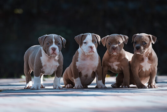 Filhotes perfeitos de American Bully Filhotes perfeitos de American Bully