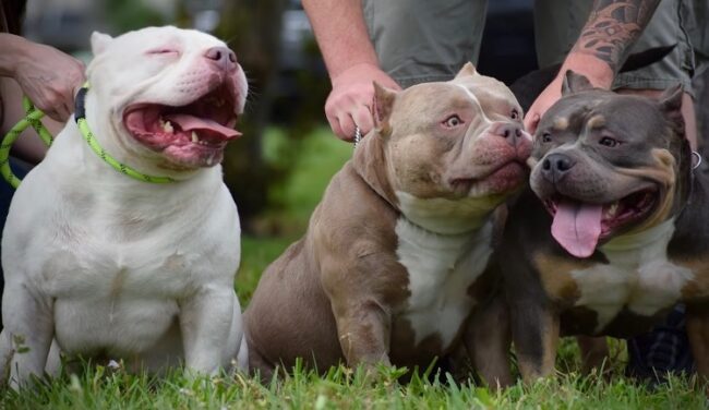 Por que o american bully é uma raça popular? Por que o american bully é uma raça popular?
