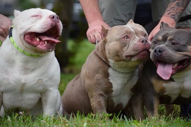 Por que o american bully é uma raça popular?