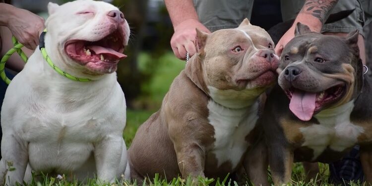 Por que o american bully é uma raça popular?