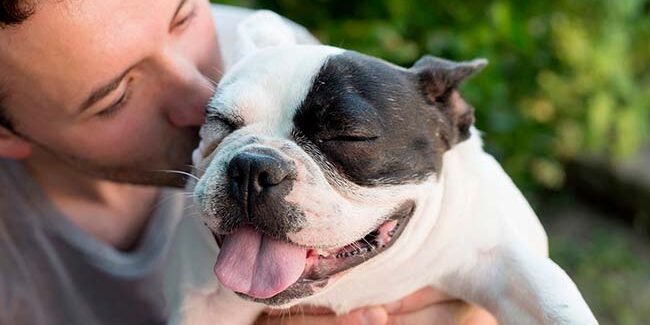Cachorro é o animal mais popular dos brasileiros Cachorro é o animal mais popular dos brasileiros
