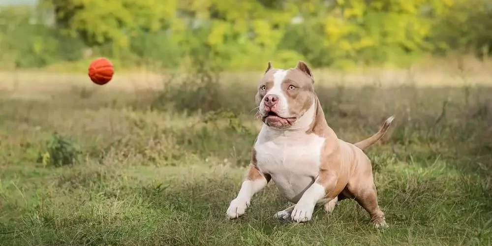 Como cuidar da saúde do seu American Bully
