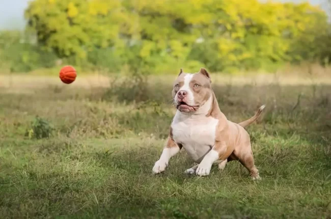 Como cuidar da saúde do seu American Bully Como cuidar da saúde do seu American Bully