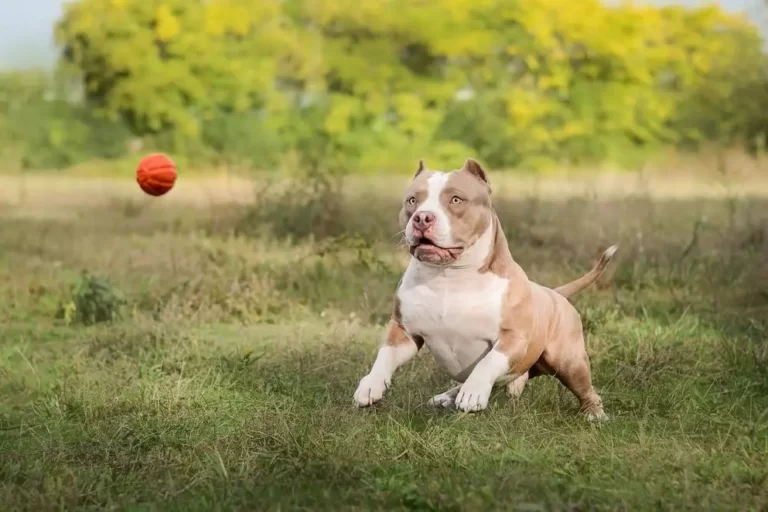 Como cuidar da saúde do seu American Bully