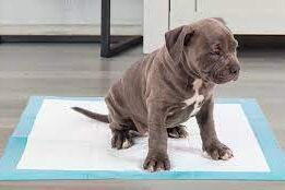 Dicas de como ensinar cachorro a fazer necessidades no tapete higiênico