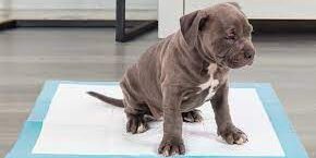 Dicas de como ensinar cachorro a fazer necessidades no tapete higiênico Dicas de como ensinar cachorro a fazer necessidades no tapete higiênico