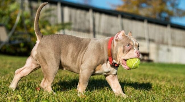 Dicas para manter o peso ideal do seu Pitbull ou American Bully Dicas para manter o peso ideal do seu Pitbull ou American Bully