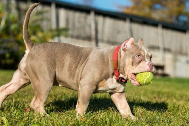 Dicas para manter o peso ideal do seu Pitbull ou American Bully