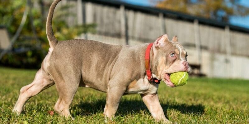 Dicas para manter o peso ideal do seu Pitbull ou American Bully