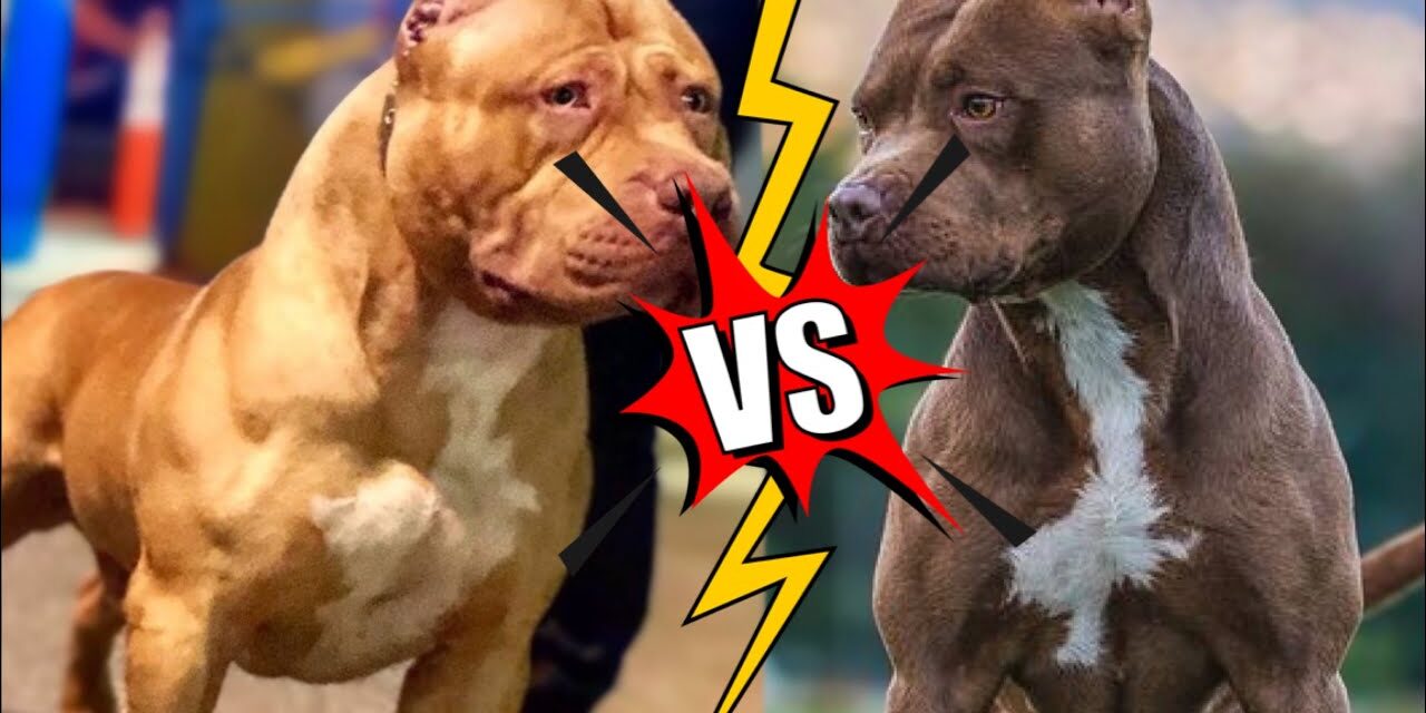 diferença do Pit bull para o Pit Monster diferença do Pit bull para o Pit Monster