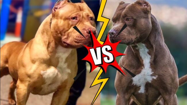 diferença do Pit bull para o Pit Monster diferença do Pit bull para o Pit Monster
