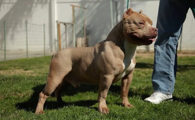 É perigoso ter um American Bully? É perigoso ter um American Bully?
