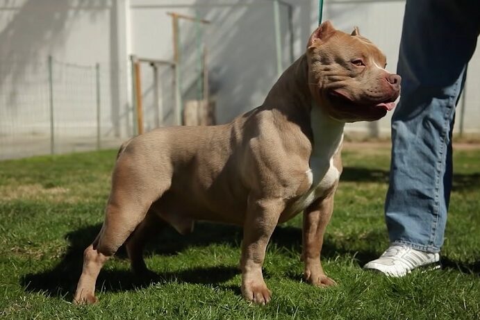 É perigoso ter um American Bully?